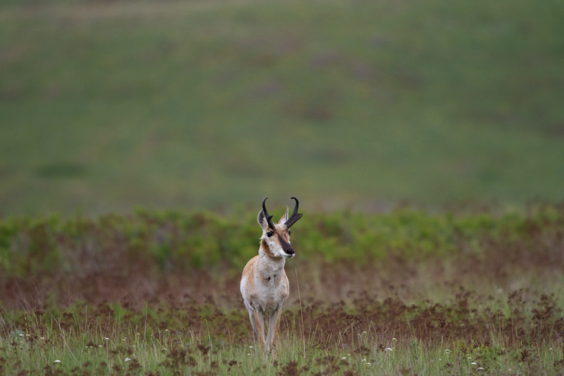 Pronghorn