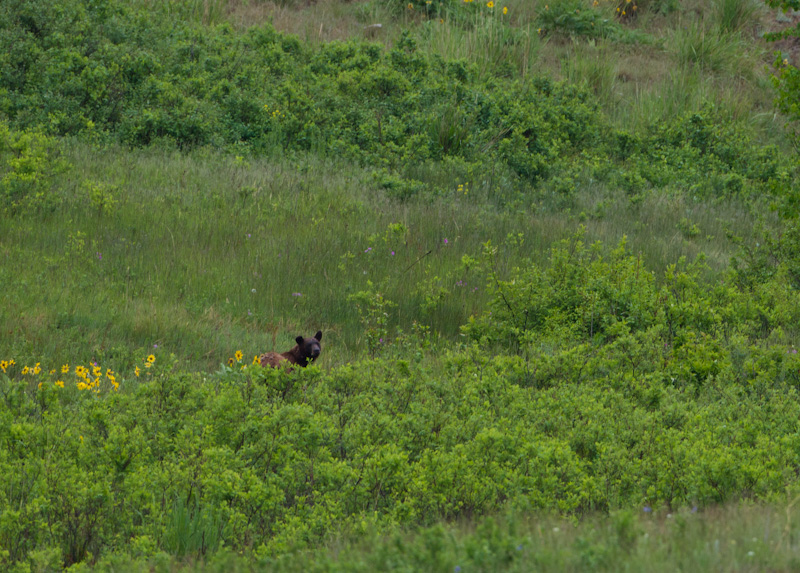 Black Bear