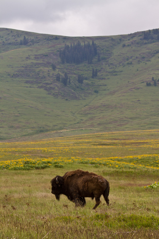 Bison