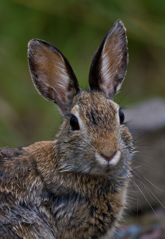 Eastern Cottontail