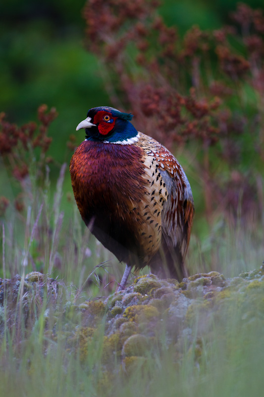 Ring-Necked Pheasant