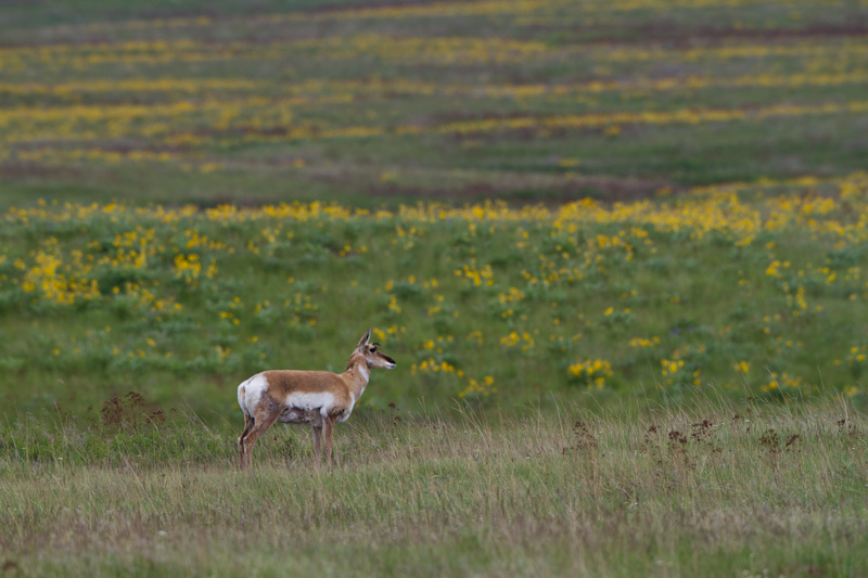 Pronghorn