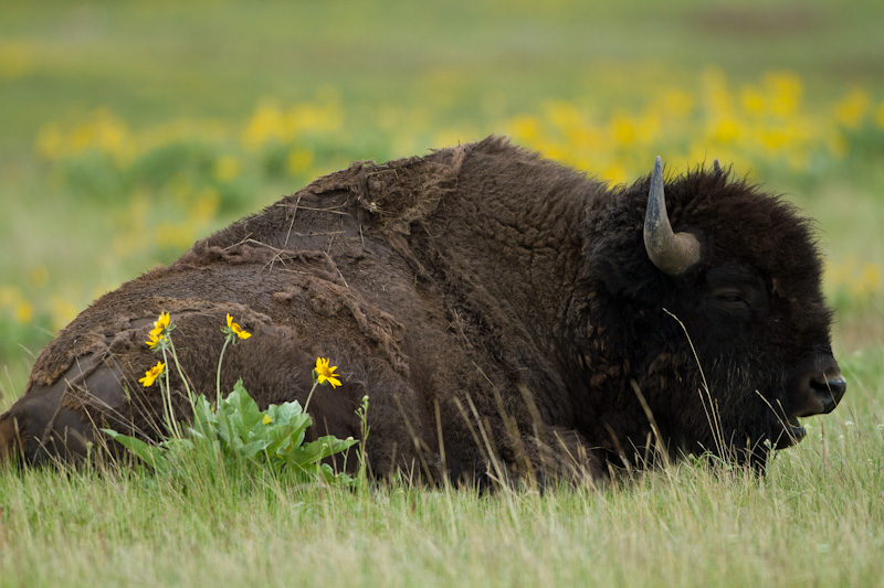 Bison