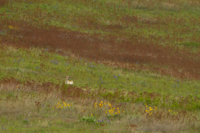 Pronghorn On Prairie