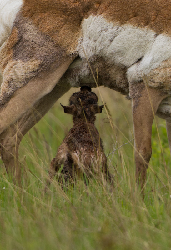 Newborn Pronghorn Nursing