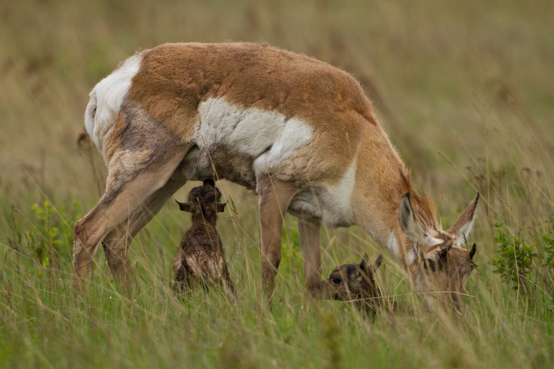 Newborn Pronghorn Nursing