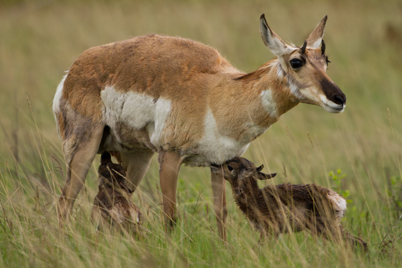 Newborn Pronghorn Nursing