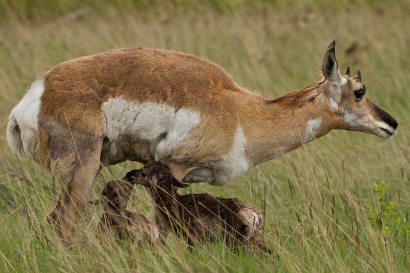 Newborn Pronghorns With Mother