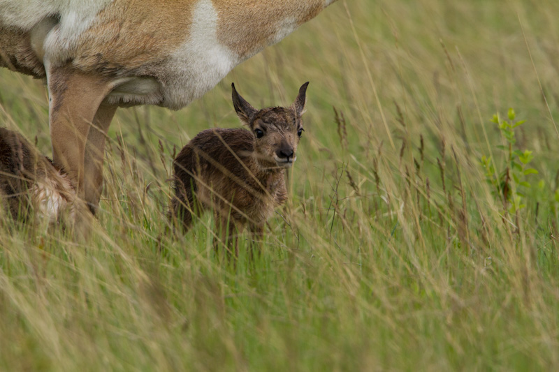 Newborn Pronghorn