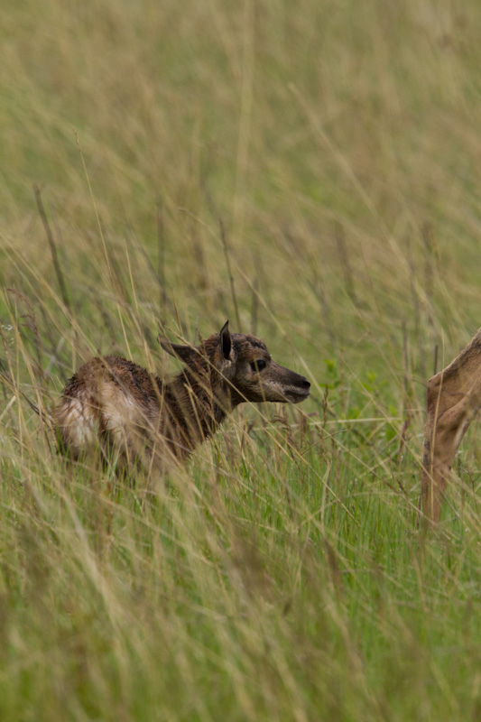 Newborn Pronghorn