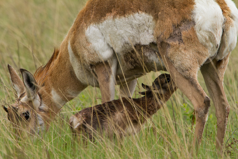 Newborn Pronghorn Nursing