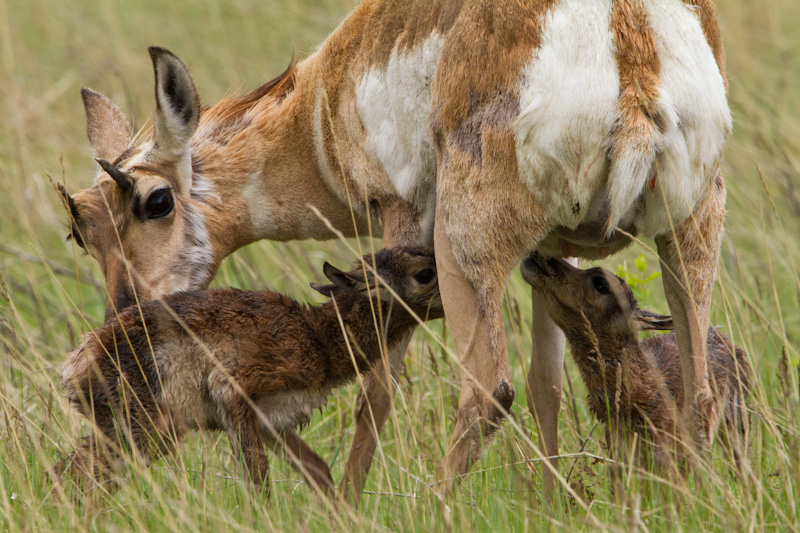 Newborn Pronghorn Nursing