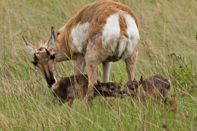 Newborn Pronghorns With Mother