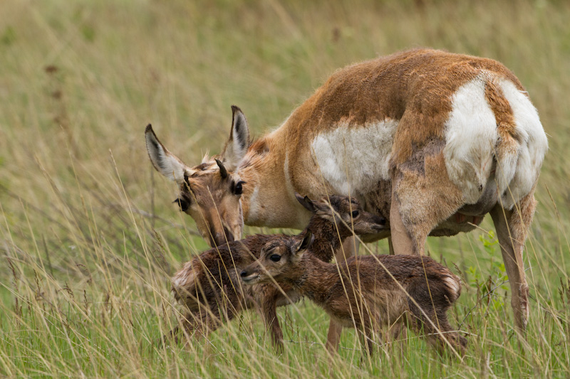 Newborn Pronghorns With Mother