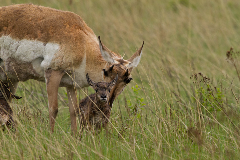 Newborn Pronghorns With Mother