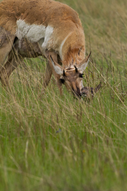 Newborn Pronghorns With Mother