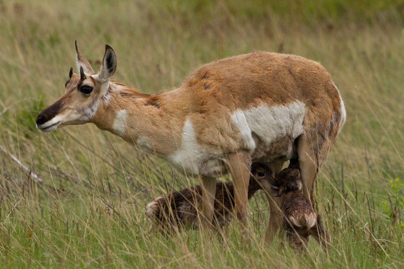 Newborn Pronghorn Nursing