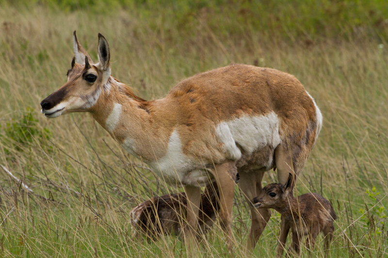 Newborn Pronghorn Nursing