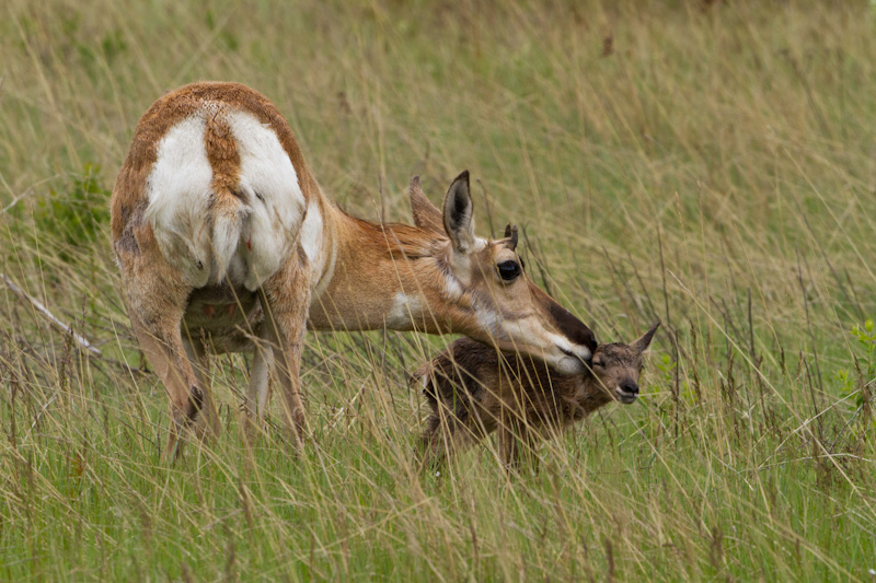 Newborn Pronghorn With Mother