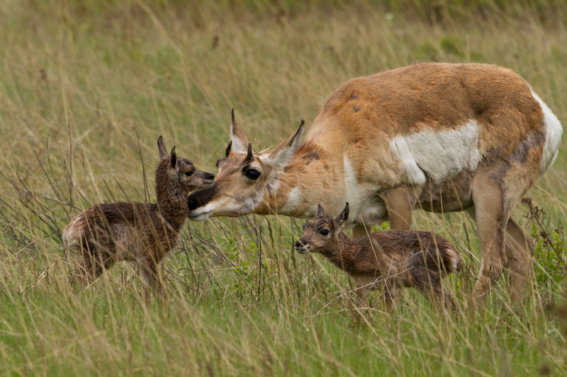 Newborn Pronghorns With Mother