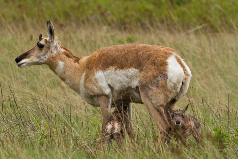 Newborn Pronghorns With Mother