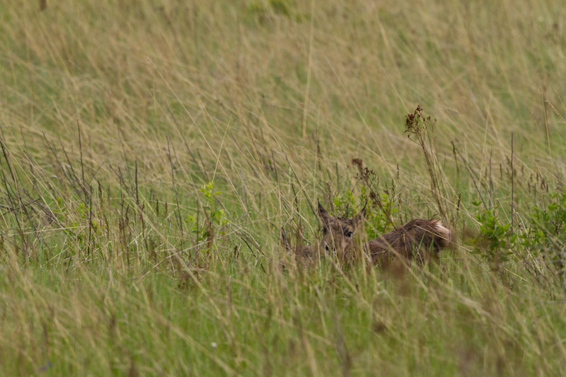 Newborn Pronghorns In Grass