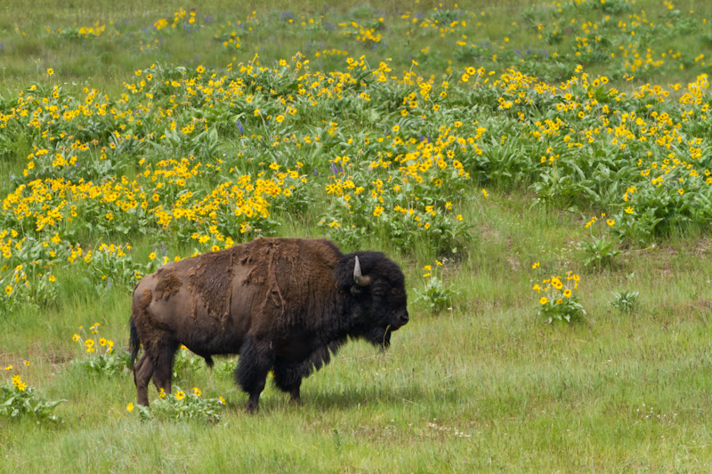 Bison