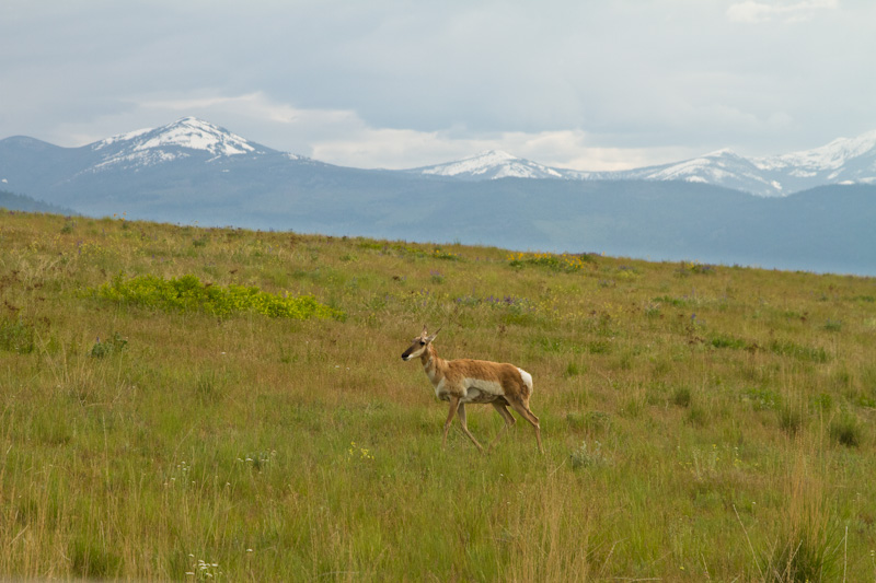 Pronghorn