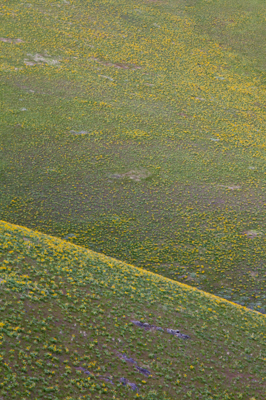 Hillside Covered With Arrow-Leaf Basalmroot