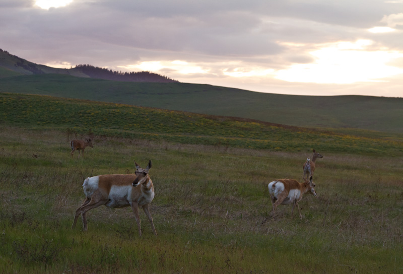 Pronghorn And White-Tailed Deer At Sunset