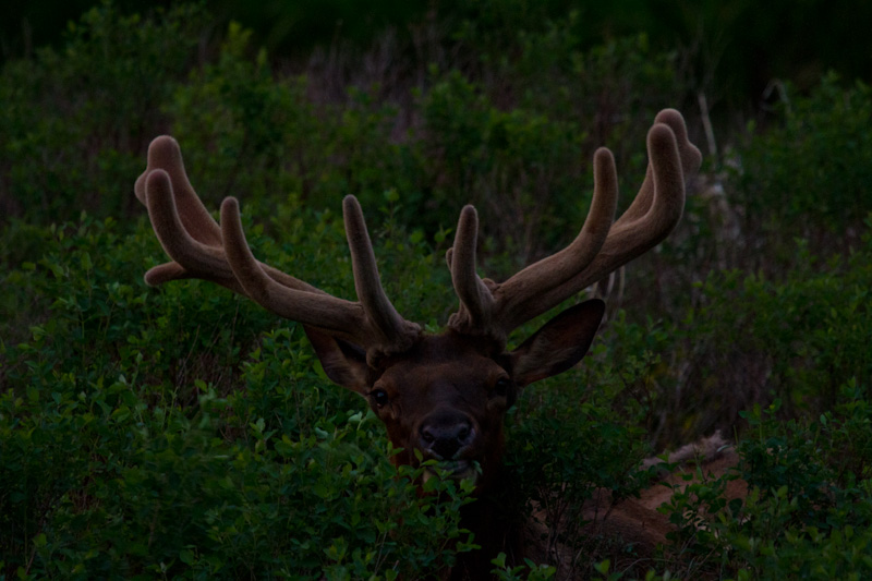 Elk