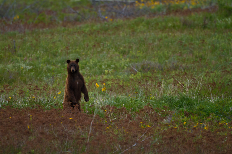 Black Bear Rearing