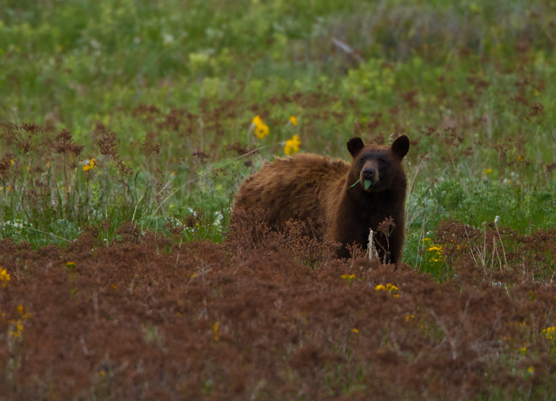 Black Bear