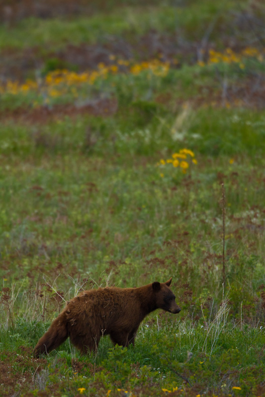 Black Bear