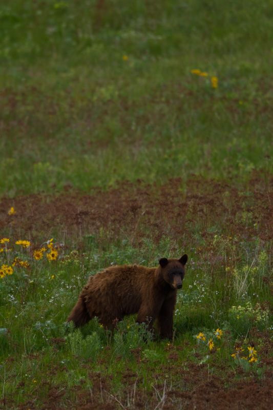 Black Bear