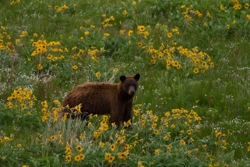 Black Bear