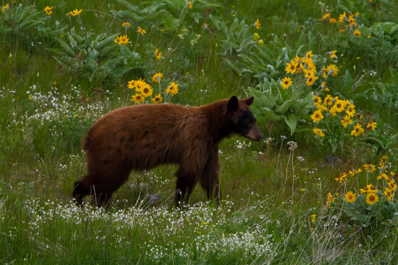 Black Bear