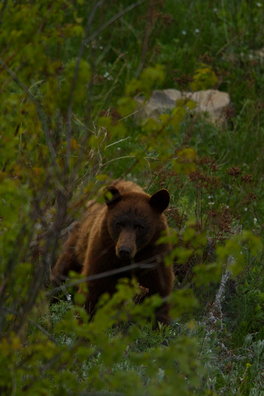 Black Bear