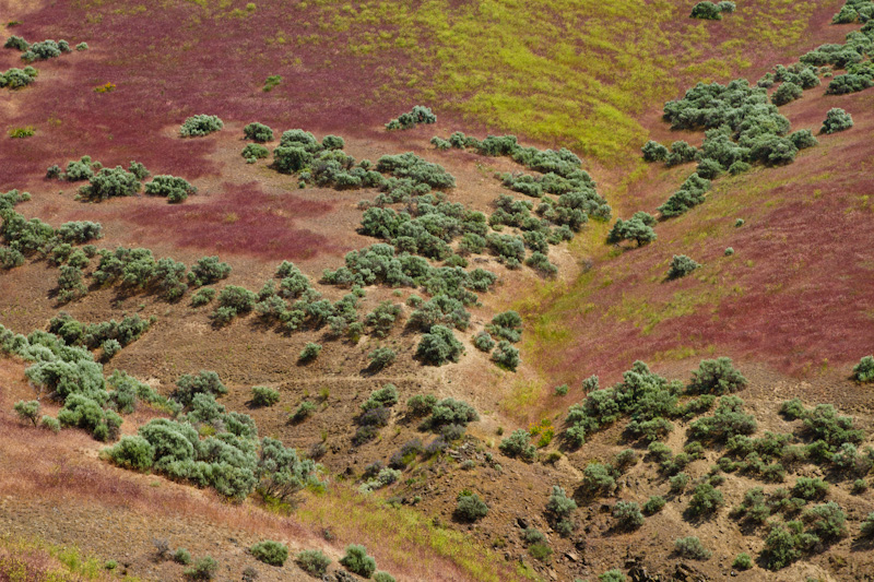 Sage Covered Hillside