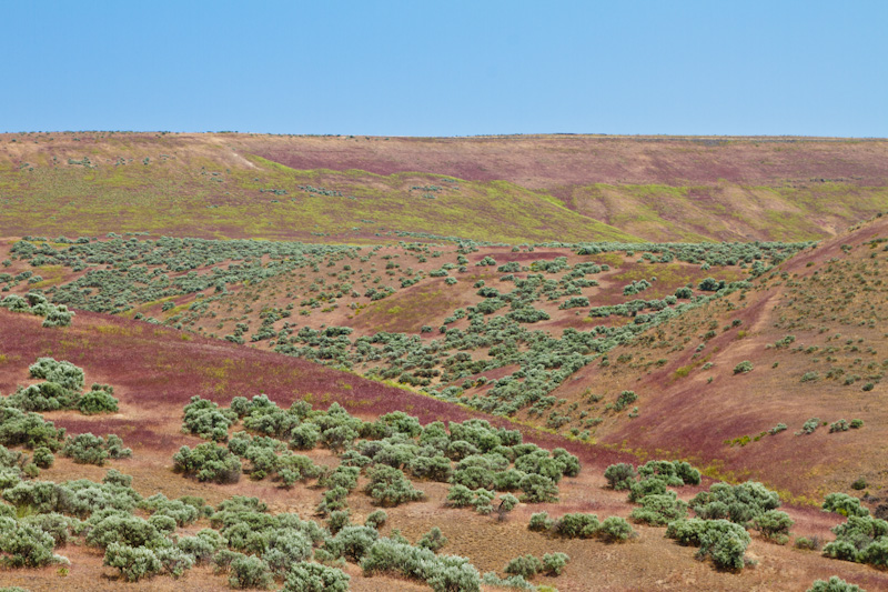 Sage Covered Hillside