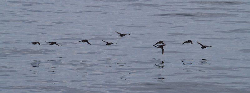 Rhinoceros Auklets In Flight