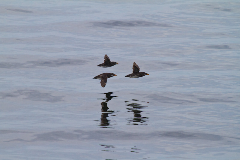 Rhinoceros Auklets In Flight