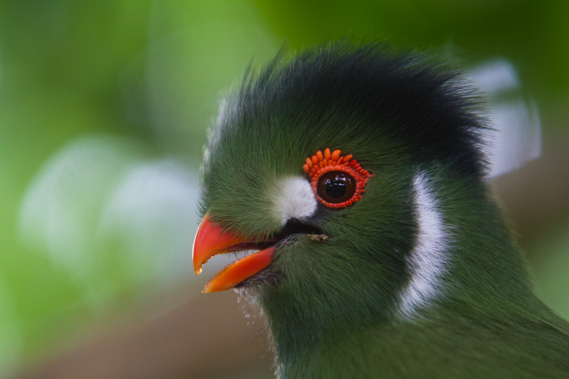 White-Cheeked Turaco (Captive)