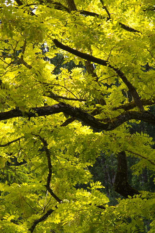 Golden Leaves