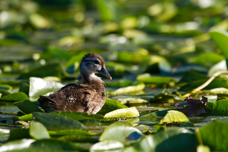 Duckling