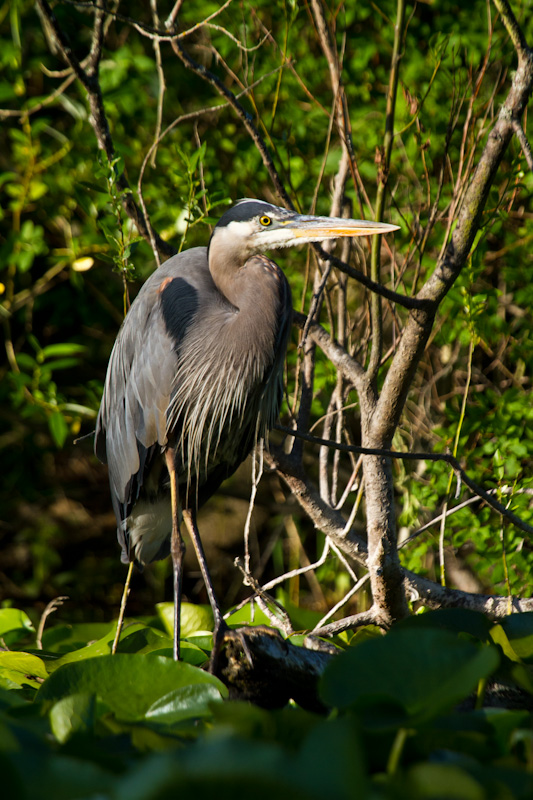 Great Blue Heron