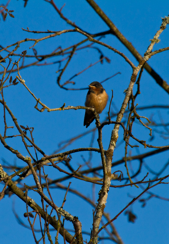 Barn Swallow