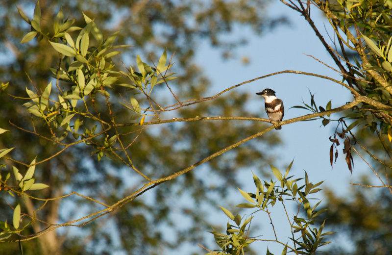 Belted Kingfisher