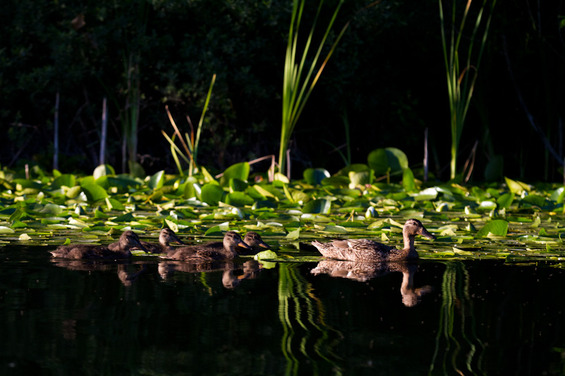 Mallard And Ducklings