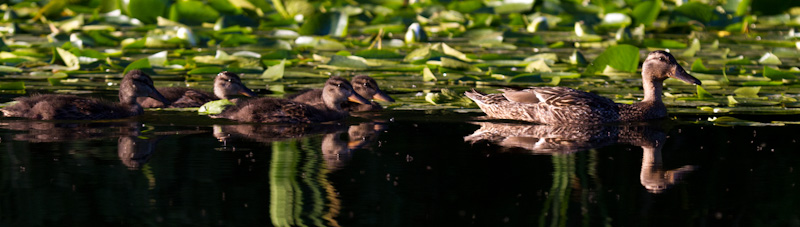 Mallard And Ducklings